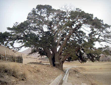 کهن‌سال‌ترین درخت استان سمنان