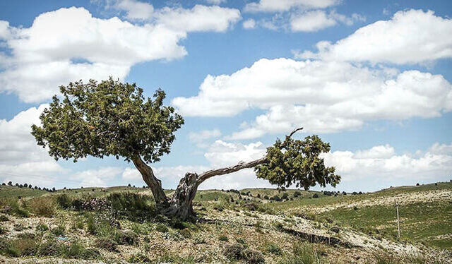 درخت چنار شهرستان تویسرکان