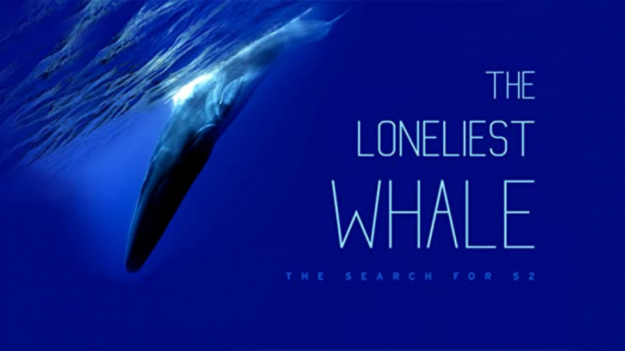 سمفونی نهنگ تنها
