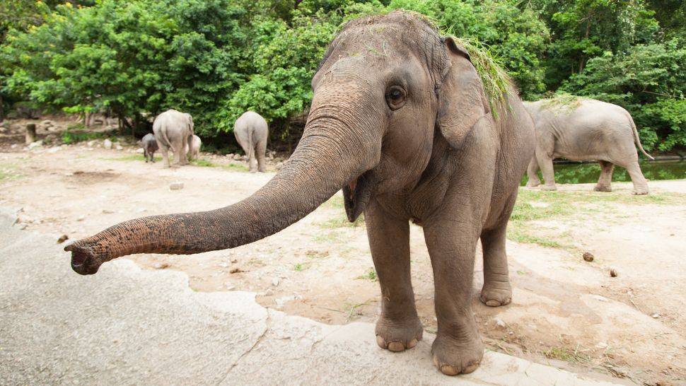 این باور وجود دارد که اندازه‌ی فیل ممکن است تقریباً همان حد نهایی‌ای باشد که پستانداران خشکی می‌توانند تا آن اندازه بزرگ شوند.- هفت گرد