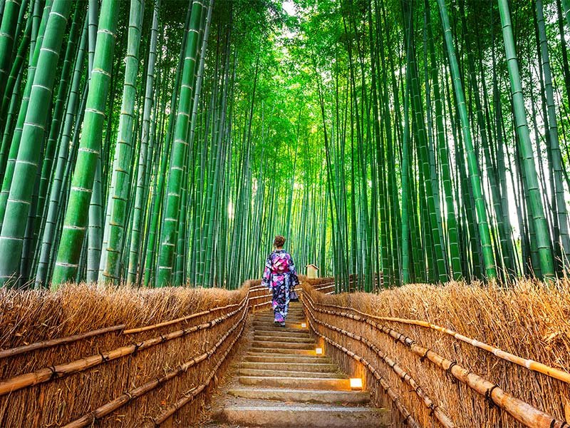 جنگل درختان بامبوی آراشی ‌یاما، کیوتو، ژاپن- هفت گرد