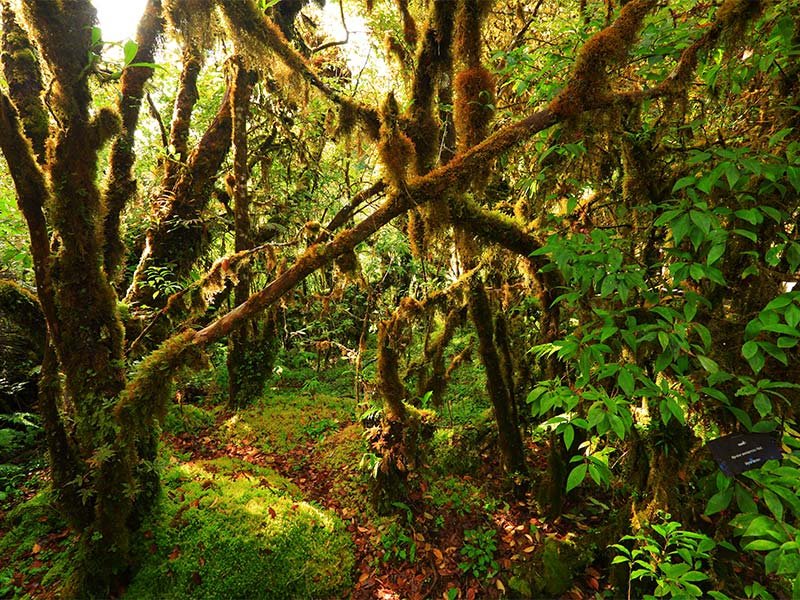 جنگل آراشی ‌یاما مارامورش، کارپات، رومانی- هفت گرئ