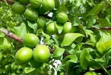 مصرف «گوجه سبز» استرس را کاهش می‌دهد
