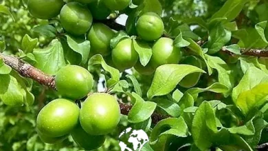 مصرف «گوجه سبز» استرس را کاهش می‌دهد
