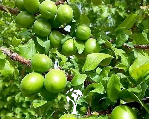 مصرف «گوجه سبز» استرس را کاهش میدهد