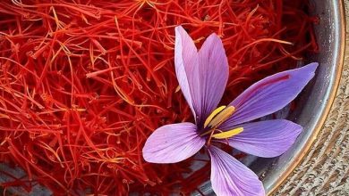 طلای سرخ، زعفران ترکیب طبیعی، سپر دفاع سلولی و ضد پیری”