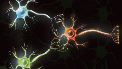 دانشمندان از سلول‌های مغز انسان رایانه‌ می‌سازند