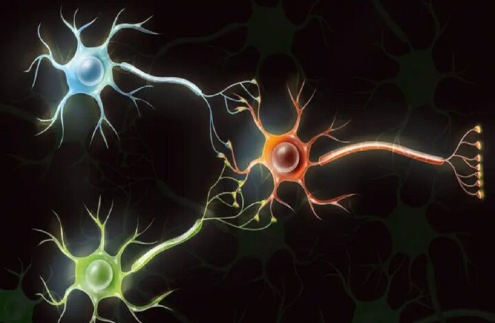 دانشمندان از سلولهای مغز انسان رایانه میسازند