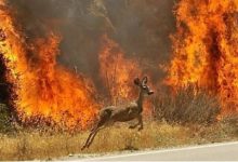 اکولوژیست‌ها: آتش‌سوزی‌ها عمدی‌اند، جنگل‌ها را به طبیعت بسپارید