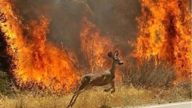 اکولوژیستها: آتشسوزیها عمدیاند، جنگلها را به طبیعت بسپارید