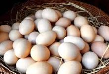 سلامت مغز با تخم مرغ