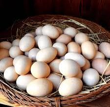 سلامت مغز با تخم مرغ