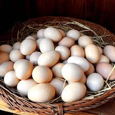 سلامت مغز با تخم مرغ