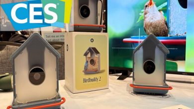 دانه‌خوری هوشمندی که پرندگان را از آوازشان می‌شناسد