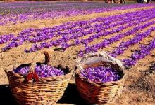 طلای سرخ زیر آفتاب داغ‌تر؛ تغییر اقلیم آینده زعفران ایران را تهدید می‌کند