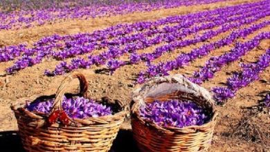 طلای سرخ زیر آفتاب داغتر؛ تغییر اقلیم آینده زعفران ایران را تهدید میکند