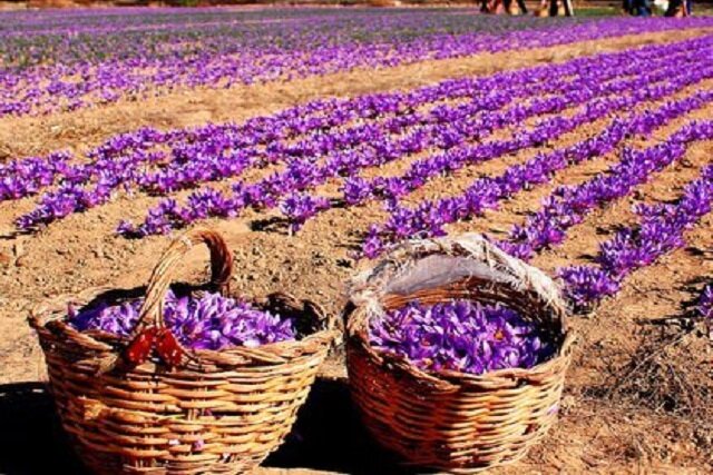طلای سرخ زیر آفتاب داغ‌تر؛ تغییر اقلیم آینده زعفران ایران را تهدید می‌کند