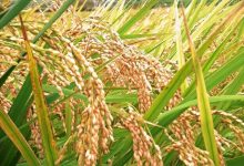 راه‌هایی برای کاهش آلودگی برنج به آرسنیک