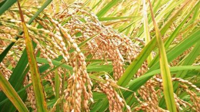 راه‌هایی برای کاهش آلودگی برنج به آرسنیک