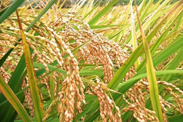 راه‌هایی برای کاهش آلودگی برنج به آرسنیک