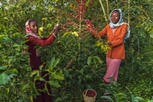 تولد عربیکا